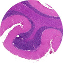 Control Slides, H&E - Human cerebellum