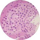 Control Slides, H&E - Human Testis
