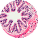 Control Slides, H&E - Human Lung