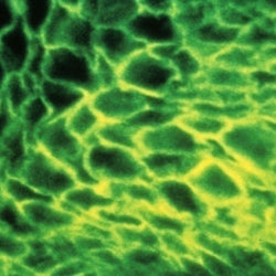 Immunohistochemistry Educational Series #2: Immunofluorescence