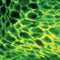 Immunohistochemistry Educational Series #2: Immunofluorescence