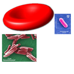 Stains for Microorganisms