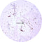 Control Slides, IHC - Beta-FGF