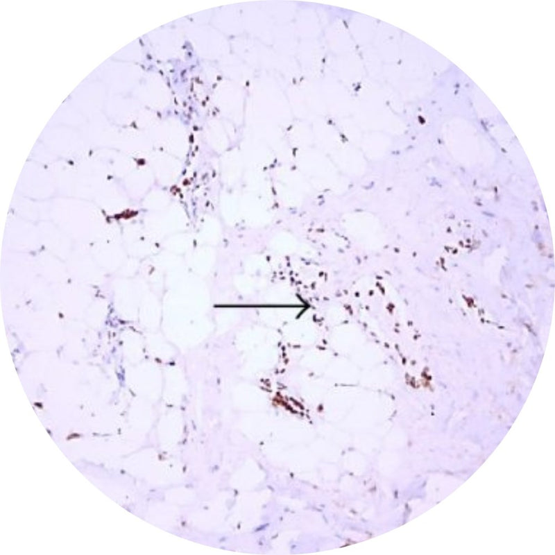 Control Slides, IHC - Beta-FGF