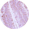 Control Slides, IHC - BMP 10