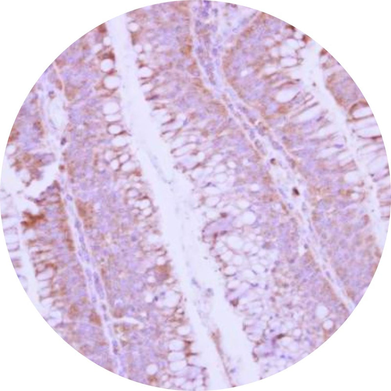 Control Slides, IHC - BMP 10