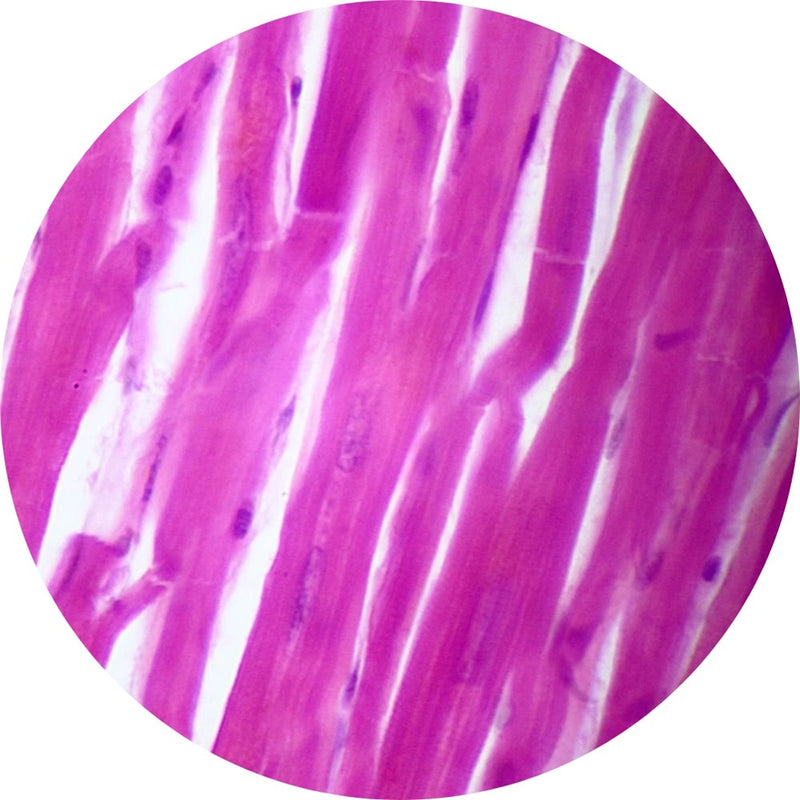 Control Slides, H&E - Human Heart