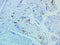 Control Slides, IHC - CMV Cytomegalovirus