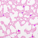 Hematology Stain Pack, Wright-Giemsa