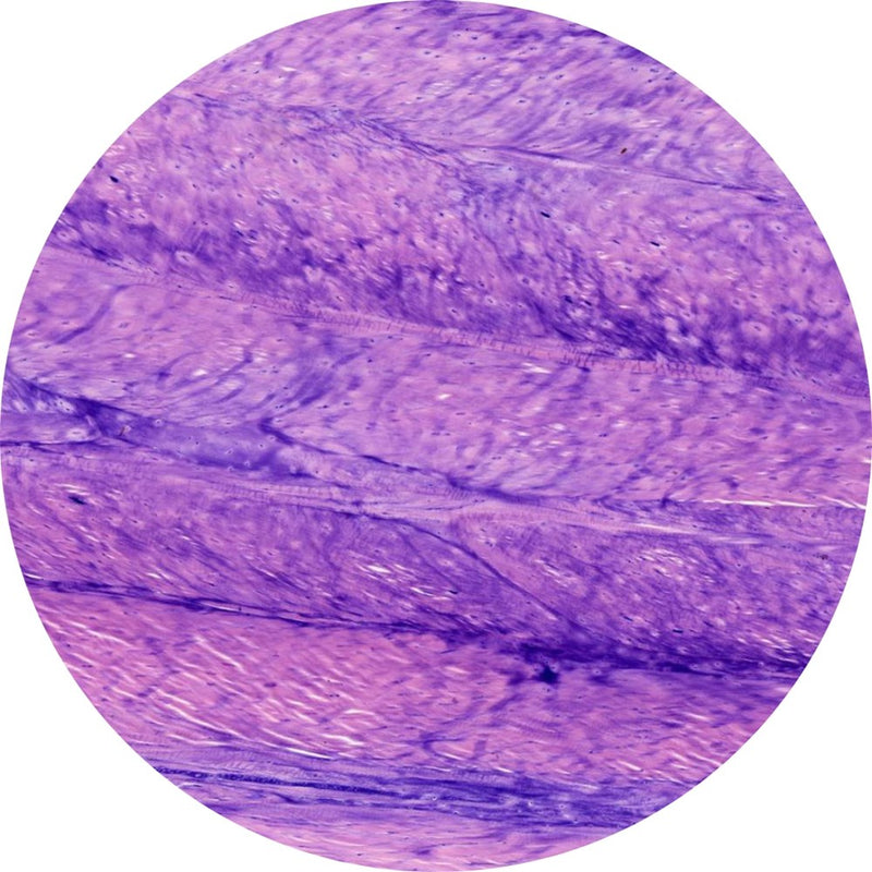 Control Slides, H&E - Human fibrocartilage
