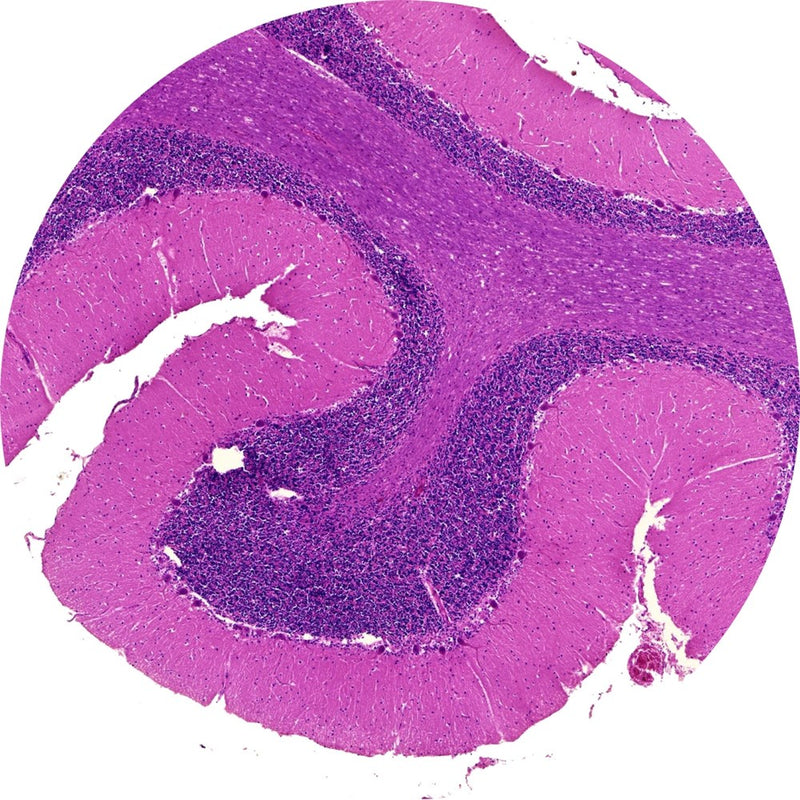 Control Slides, H&E - Human cerebellum
