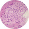 Control Slides, H&E - Human Testis