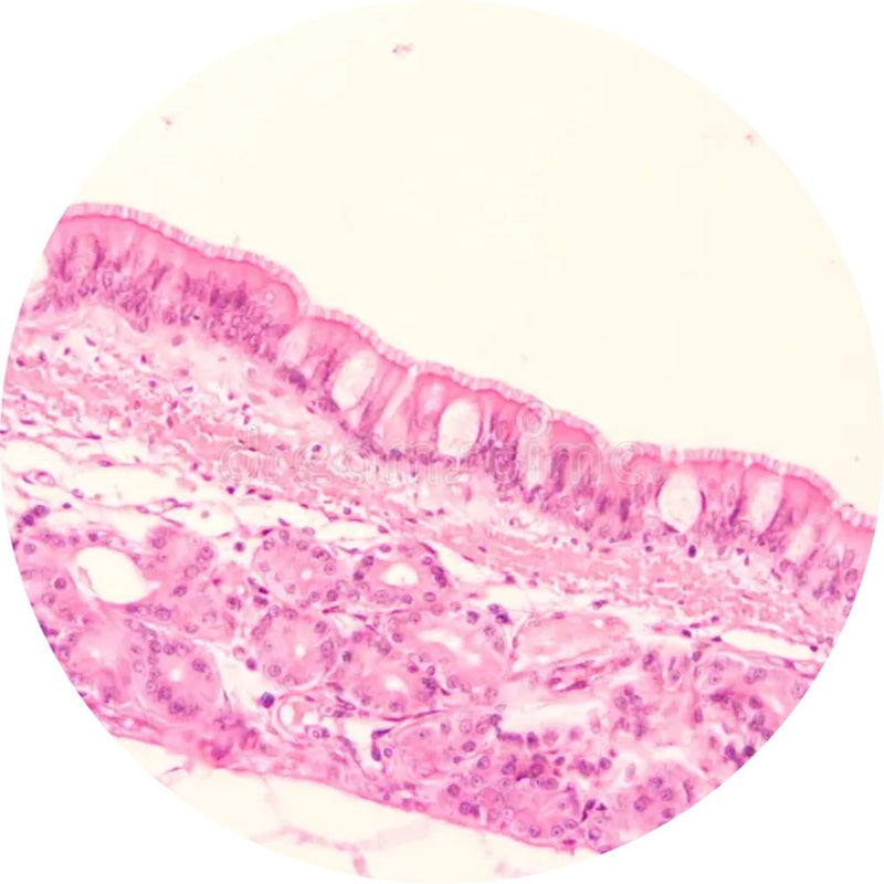 Control Slides, H&E - Human Trachea