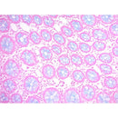 Alcian Blue (pH 1.0)Stain Kit, Volume Optimized