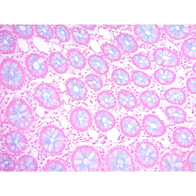 Alcian Blue (pH 1.0)Stain Kit, Volume Optimized