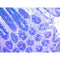 Alcian Blue-PAS Stain Kit, Volume Optimized