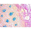 Colloidal Iron Stain Kit, Muller-Mowry), Volume Optimized
