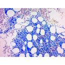 Giemsa Stain Kit (May-Grunwald) Volume Optimized