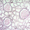 Jones Stain Kit, Volume Optimized, (Basement Membrane)