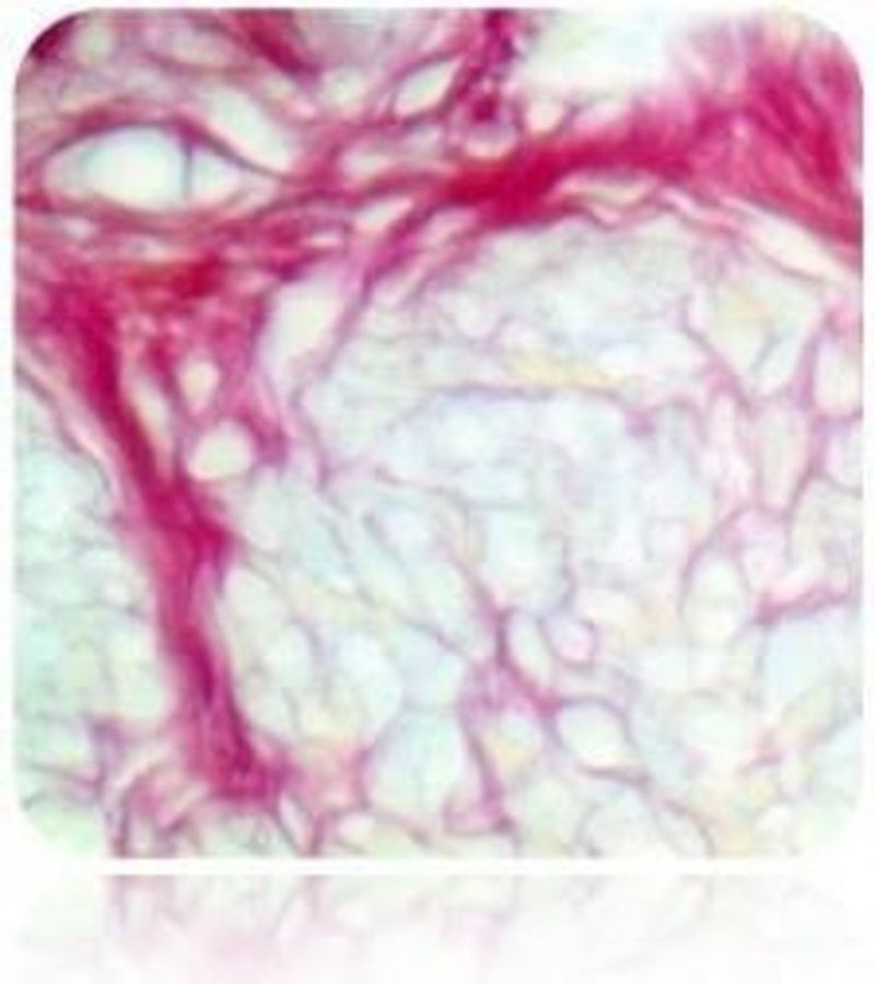 Picro-Sirius Red Stain Kit,Cardiac Muscle, Volume Optimized