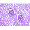 PAS Stain Kit, (Modified Lillie's), Volume Optimized